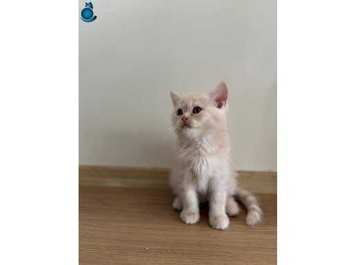 Kremimsi Rengiyle British Short Hair Erkek