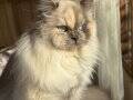 British Long Hair Blue Point