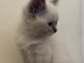 British Shorthair Dişi Blue Point