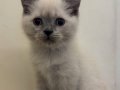 British Shorthair Dişi Blue Point