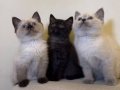 British Shorthair Dişi Blue Point