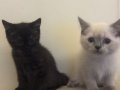British Shorthair Dişi Blue Point