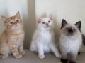 British Shorthair Blue Point Dişi