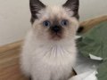 British Shorthair Blue Point Dişi