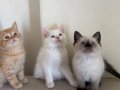 British Shorthair Blue Point Dişi