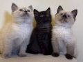 British Shorthair Blue Point Dişi