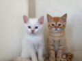 British Shorthair Erkek