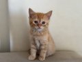 British Shorthair Erkek