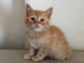 British Shorthair Erkek