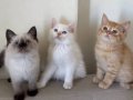 British Shorthair Erkek