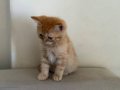 British Shorthair Erkek