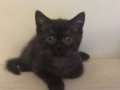 British Shorthair Hair Erkek 