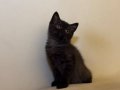 British Shorthair Hair Erkek 