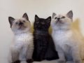 British Shorthair Hair Erkek 