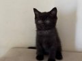 British Shorthair Erkek