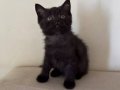 British Shorthair Erkek