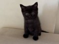 British Shorthair Erkek