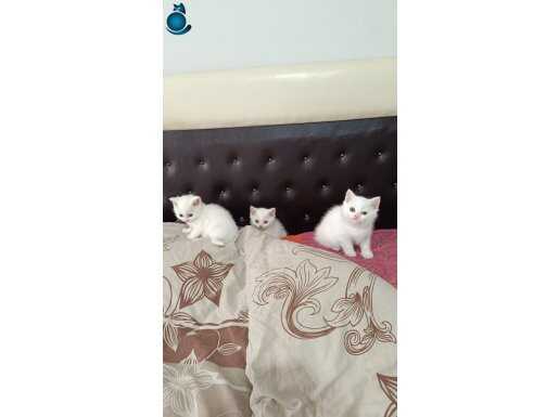 Sağlıklı British shorthair full beyaz yavrular