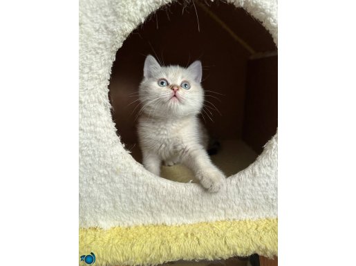 British Shorthair full scr li babanın oğlu 