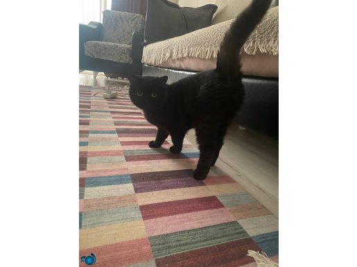 Siyah kedim kömür uysal oyuncu sevecen 