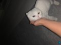 Renkli Gözlü, Beyaz, Dişi Scottish Fold