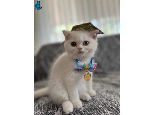 Renkli gözlü bristish shorthair 