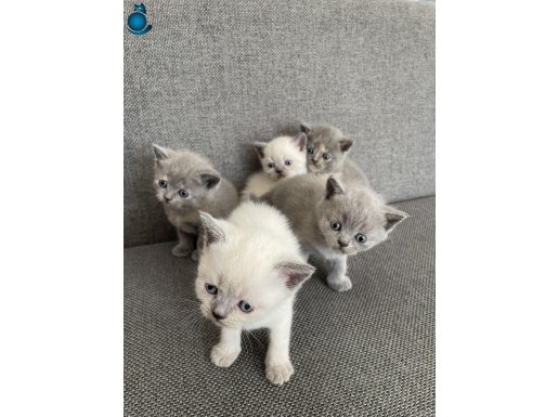 Yavru British Shorthair