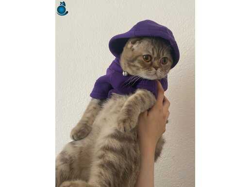 çok uysal bir dişi kedi ,yaşı 1,5 ,tüm aşıları yapılmıştır