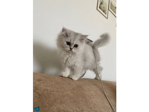 british longhair dişi 
