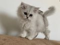 british longhair dişi 