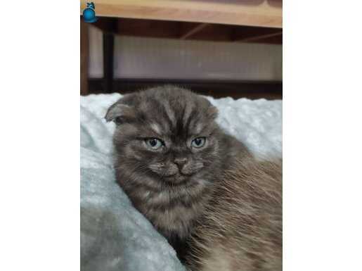 2 aylık