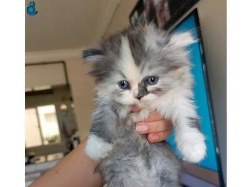 1 erkek bir dişi mavis British Longhair bebekler