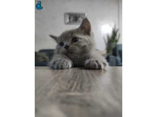 MİNNAK YENİ AİLESİNİ BEKLİYOR 