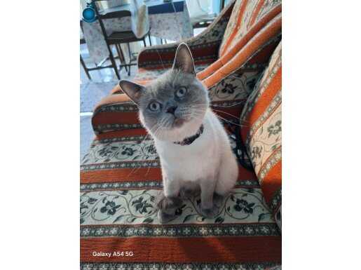 British Shorthair ve Siyam Kırması