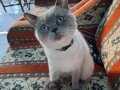 British Shorthair ve Siyam Kırması