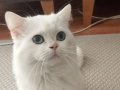Mavi gözlü pamuğuma yuva 