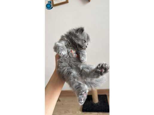 Küçük kızıma yuva arıyorum