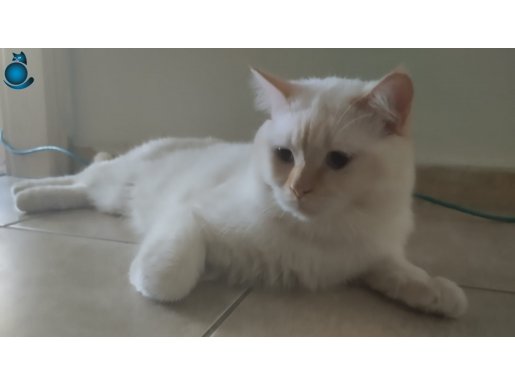 British shorthair ve Firepoint, Bluepoint kedilerime yuva