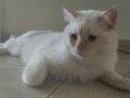 British shorthair ve Firepoint, Bluepoint kedilerime yuva