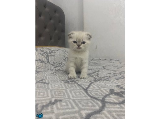 50 günlük 