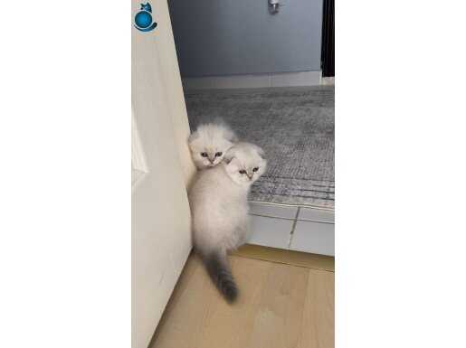 Scottish Fold Satılıktır