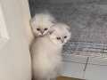 Scottish Fold Satılıktır