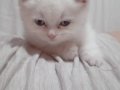 Pamuk kızımız yenı sahıbını arıyor