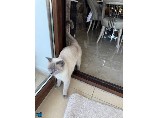 Tual için yeni ev arıyoruz 