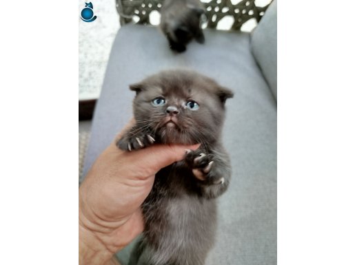 SCOTİSH FOLD CHOCOLATE BLUE POİNT YAVRULARIMIZ