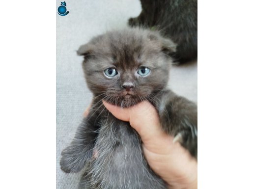 Scotish fold chocolate ve British shorthair yavrularımız 