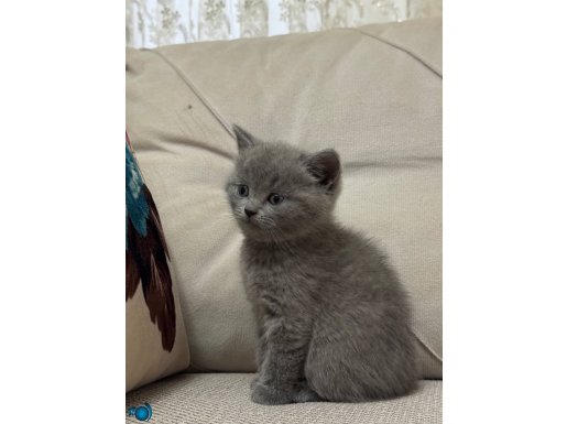 1.5 AYLIK Yavru British Shorthair