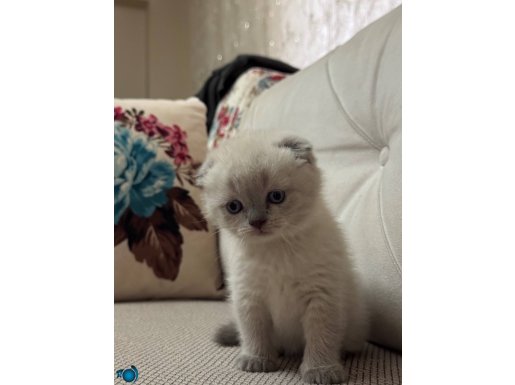 1.5 Aylık Yavru Scottish Kedi