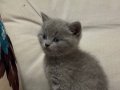 1.5 AYLIK Yavru British Shorthair