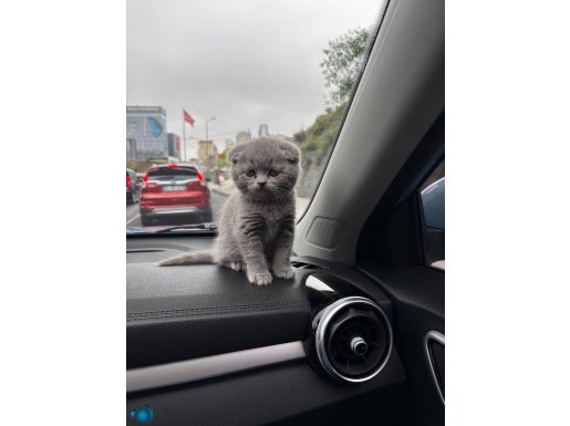 Oyuncu stres topu pamuk